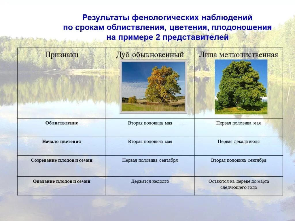 Фенологические наблюдения. Фенологические наблюдения таблица. Фенологические наблюдения за деревьями осенью. Дневник фенологических наблюдений.