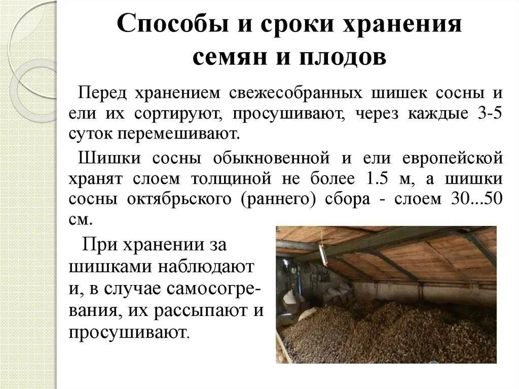 Хранение семян. Закладка семян на хранение. Стратификация кедра. Хранения семян хвойных. Закладка семян на хранение.