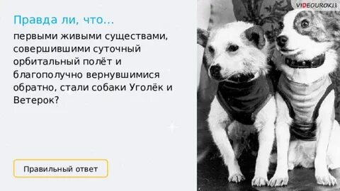 Первыми в космосе побывали наши друзья