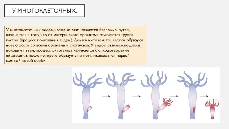 Сыроежки размножаются почкованием