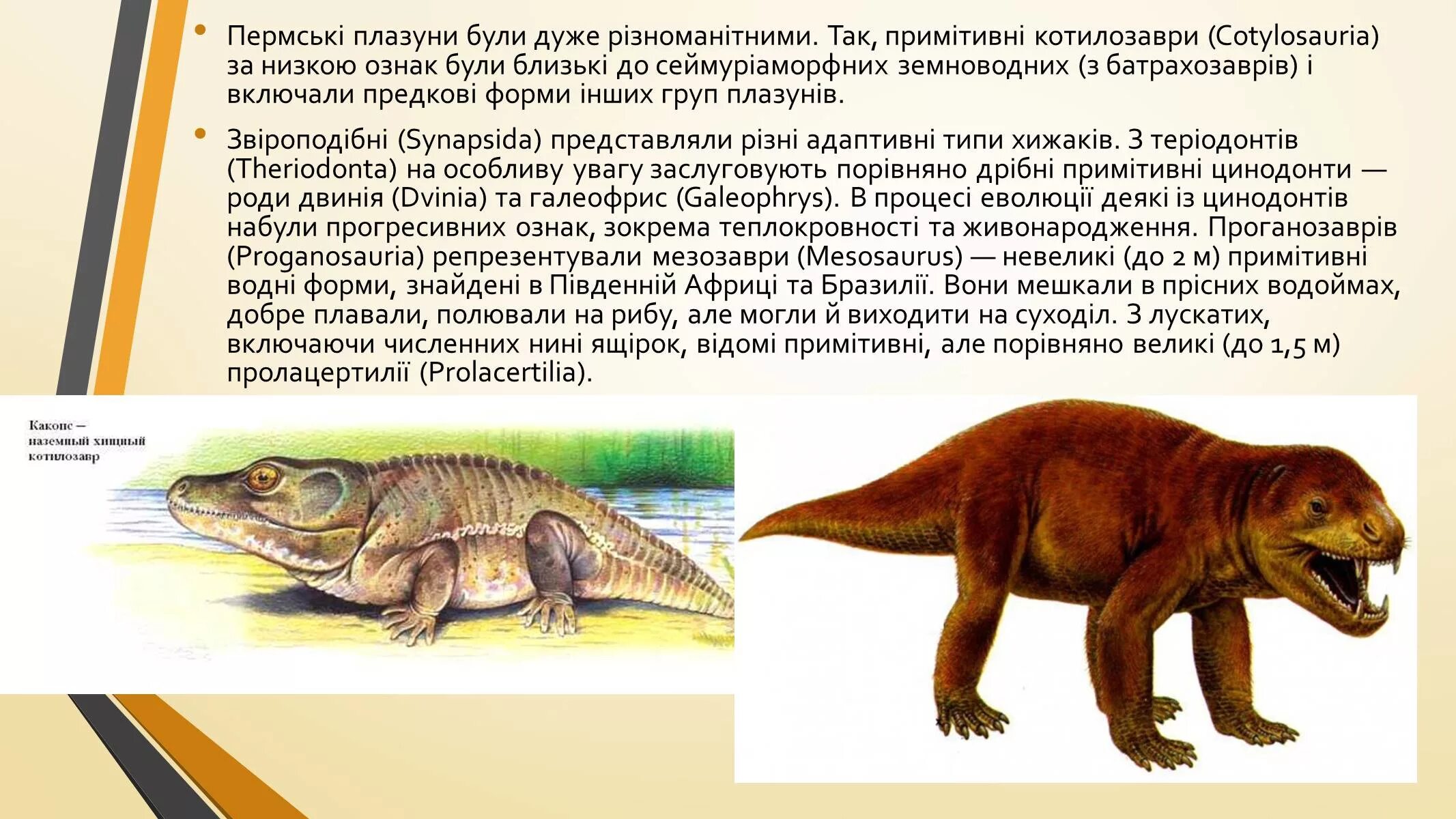 Котилозавры Триас. Переходные формы зверозубый ящер. Предки млекопитающих зверозубые ящеры. Зверозубый ящер ЕГЭ.