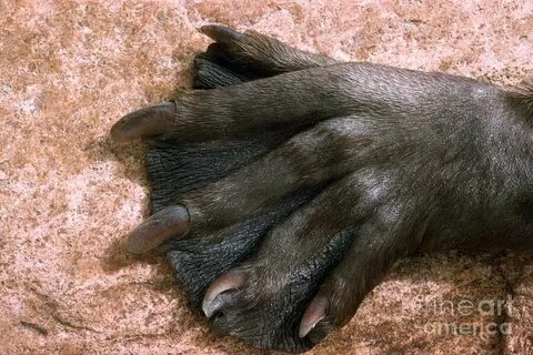 Webbed foot