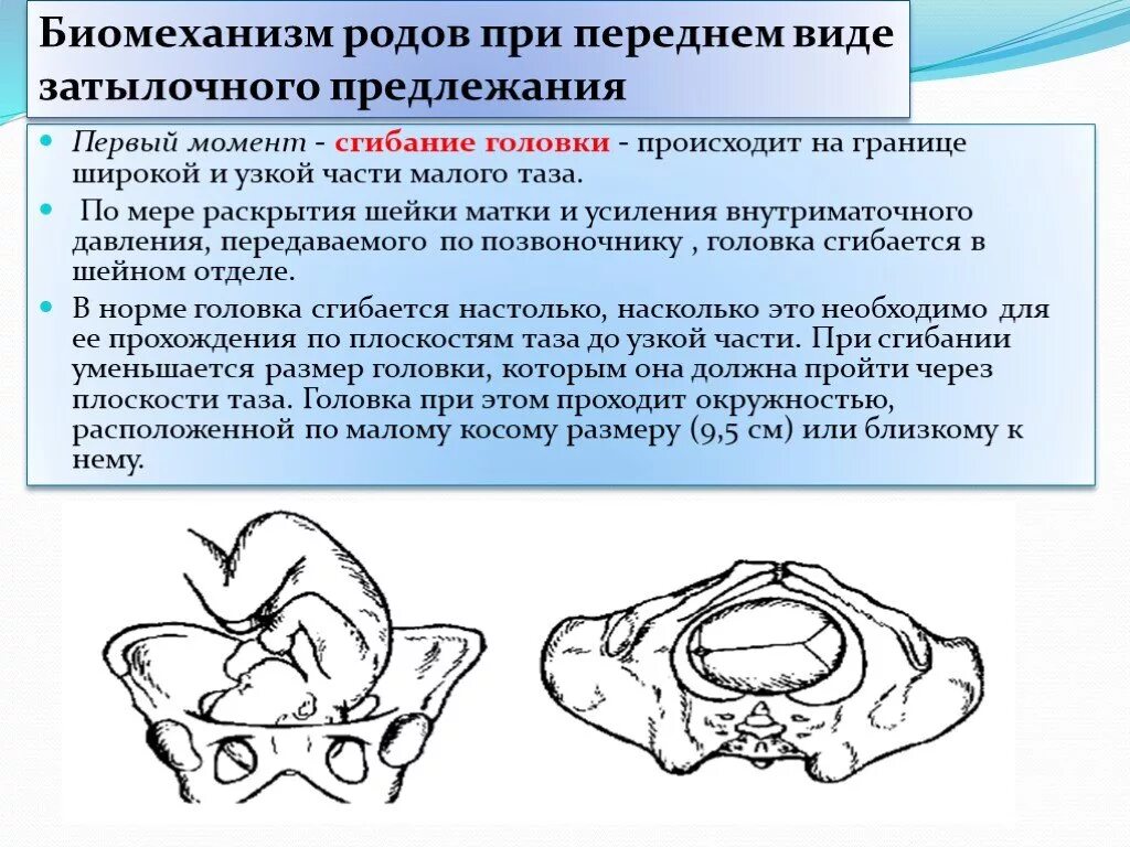 Самопроизвольное предлежание. Передний вид затылочного предлежания биомеханизм родов. Биомеханизм родов при затылочном предлежании. Механизм родов при переднем виде затылочного предлежания. Первый момент биомеханизма родов при затылочном предлежании.