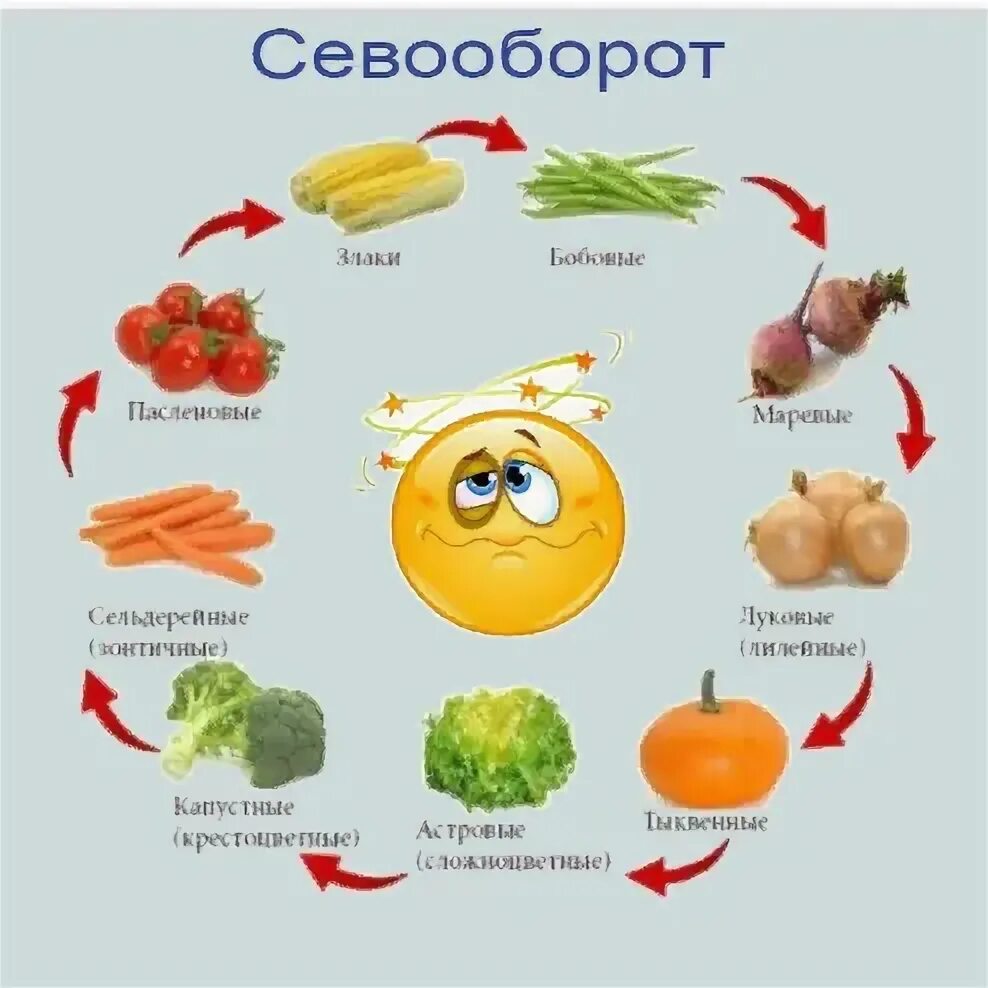 После чего сажают овощи. Схема севооборота овощных культур. Схема чередования культур в севообороте. Севооборот на грядках. Схема севооборота овощных культур на огороде.