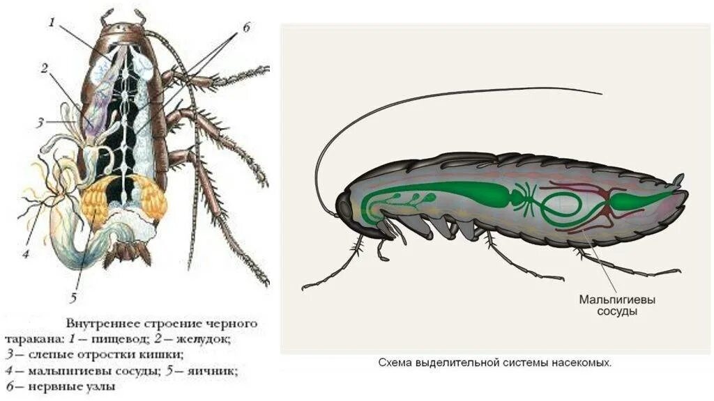 Какой класс имеет мальпигиевы сосуды. Выделительная система черного таракана. Выделительная система система насекомых. Внутреннее строение черного таракана. Строение выделительной системы насекомых.