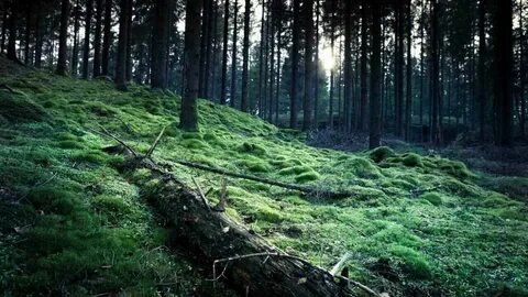 Forest but