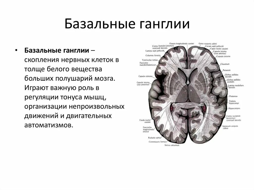 Конечный мозг базальные ядра структуры. Функции базальных ганглиев физиология. Строение и функции базальных ганглиев. Базальные ганглии головного мозга анатомия. Изменение в базальных отделах