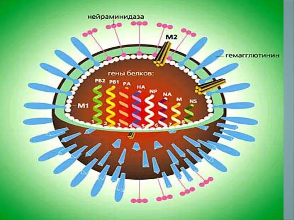 Белок вируса гриппа. Вирус гриппа. Вирус ОРВИ. Вирус гриппа картинка. Респираторные вирусы.