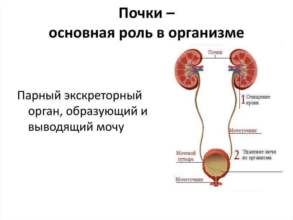 Органы выделения позвоночных животных. Выведение мочи из почек. Органы выделения мочи человека