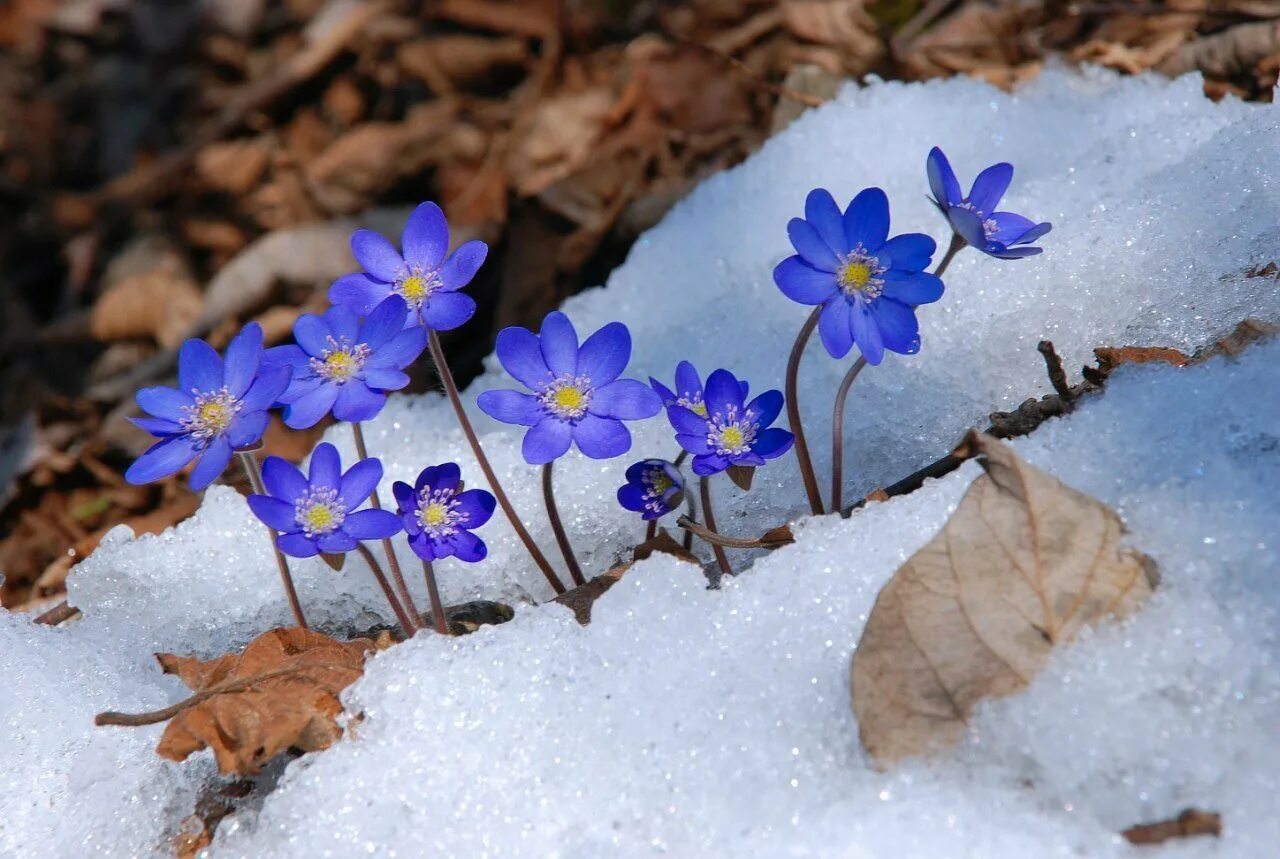 Ранние весенние цветы синие. Первоцвет печеночница. Печеночница азиатская. Печёночница обыкновенная крокусы. Подснежник печеночница.