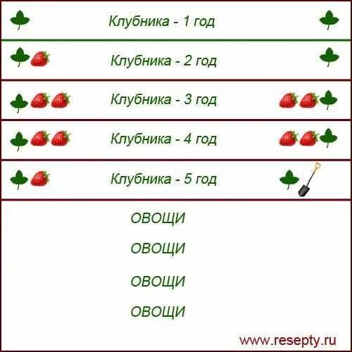 Схема посадки клубники в открытом грунте. Схема посадки земляники. Схема посадки клубники в шахматном порядке. Схема посадки крупноплодной земляники.