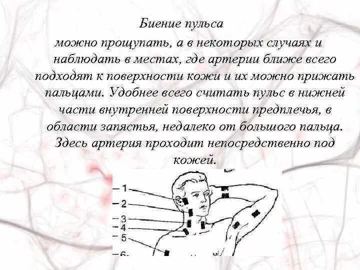 Почему чувствую пульс. Пульс на артериях. Места определения пульса. В каких местах нащупать пульс.