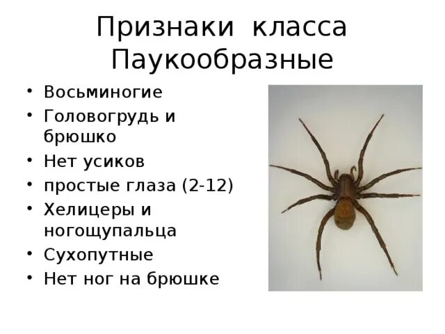 Признаки паукообразных 3 класс. Характерные признаки класса паукообразные. Основные признаки паукообразных 7 класс. Отличительные черты паукообразных биология 7 класс. Выбери признаки паукообразных