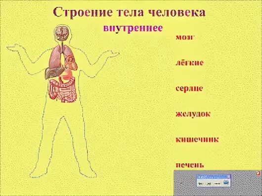 Тест строение человека 2 класс окружающий мир