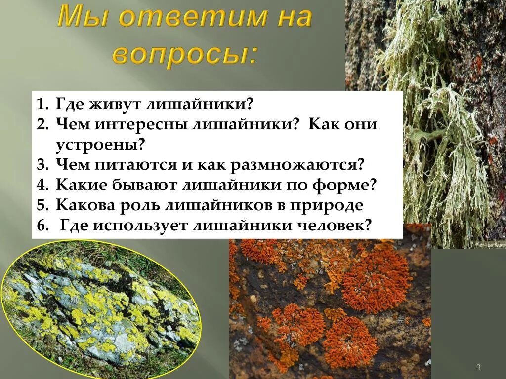 Лишайник урок. Лишайников в природе. Интересное о лишайниках. Проект лишайники. Интересные виды лишайников.