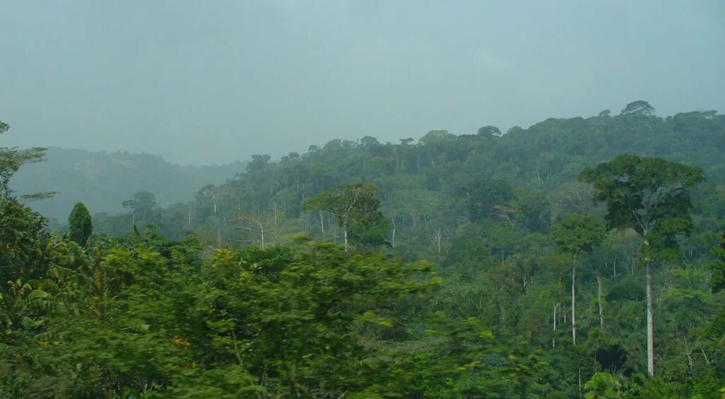 субэкваториальный тропический. климат саванн южной америки. субэкваториальный тропический. субэкваториальный климатический пояс характеристика. национальный парк килиманджаро.