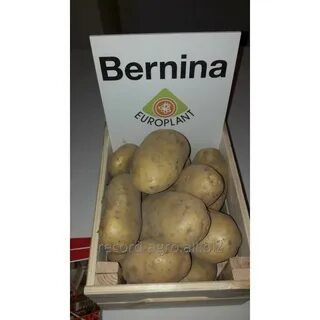 Картофель бернина