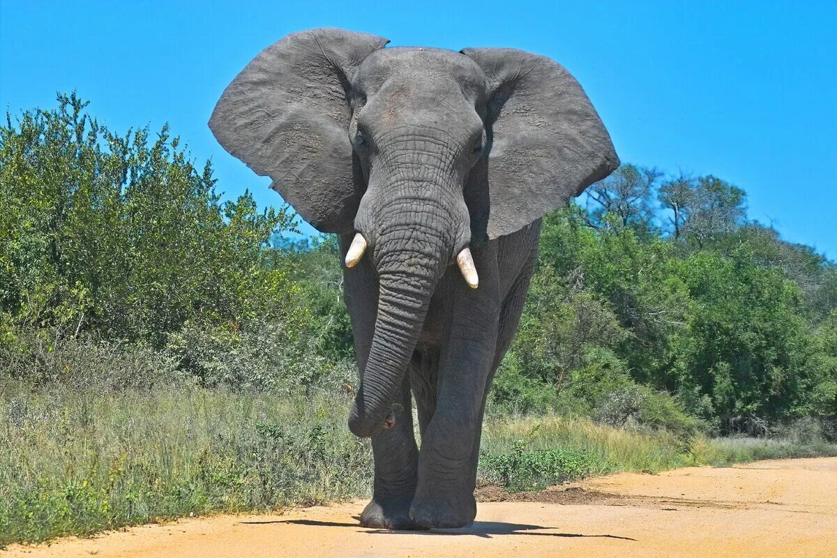 самого крупного животного. лигер лев и тигр. самый большой зверь в мире. лигр геркулес рекорд.