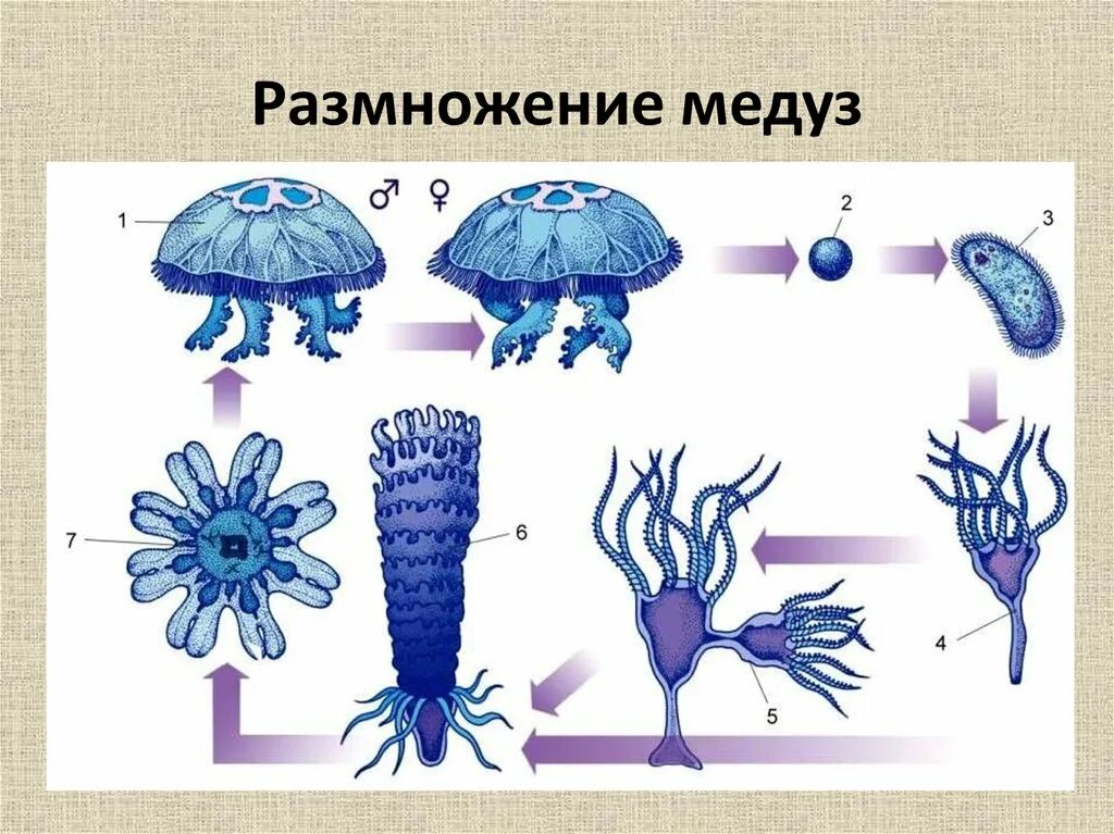 Планула медуз. Цикл развития сцифоидных. Личинка кишечнополостных. Жизненный цикл полипа и медузы. Планула сцифоидные медузы.