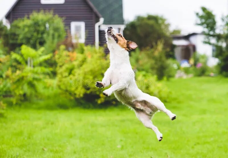 Funny Dog Jump. The funny Puppy can Run and Jump. Dog can Jump. Dogs playing Frisbee. My dog can jump