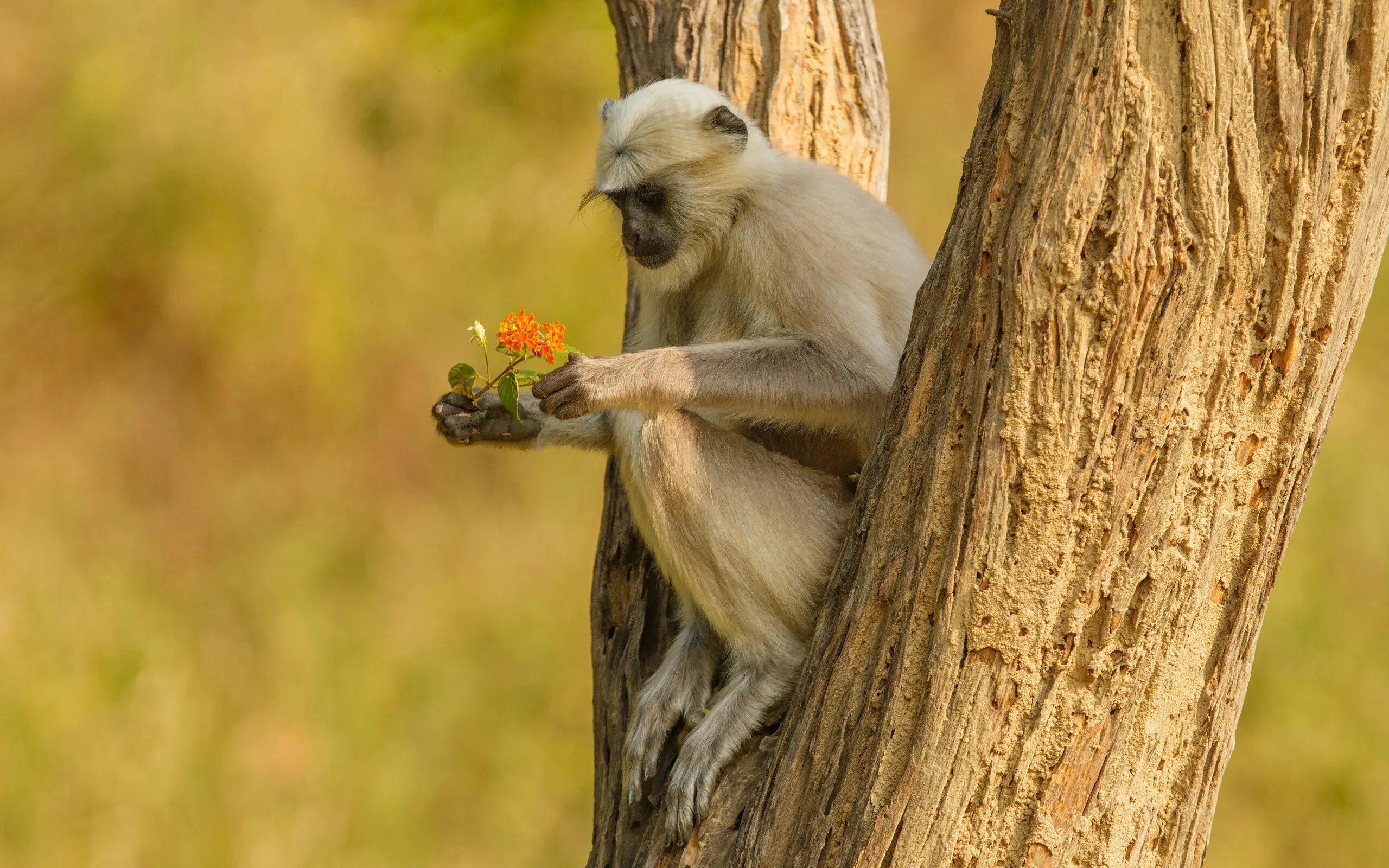 Monkeys trees