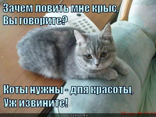 Зачем человеку кот. Зачем нужен кот. Для чего нужны котики. Стихи зачем нужен кот. Всем нужен кот.