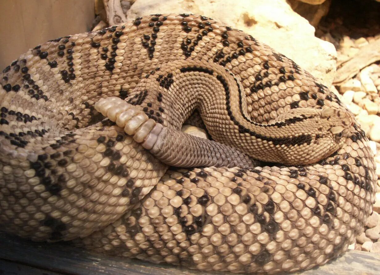 You ever seen a snake. Чешуя змеи с поперечными полосами на спине. snake belly. mansik yang snake. snake belly scales.