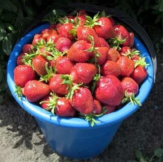 Клубника царица описание сорта отзывы садоводов урожайность