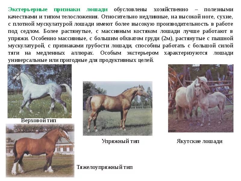 Какой тип у лошади. Типы конституции лошадей. плотный тип конституции лошадей. типы конституции сельскохозяйственных животных. конституция лошади.