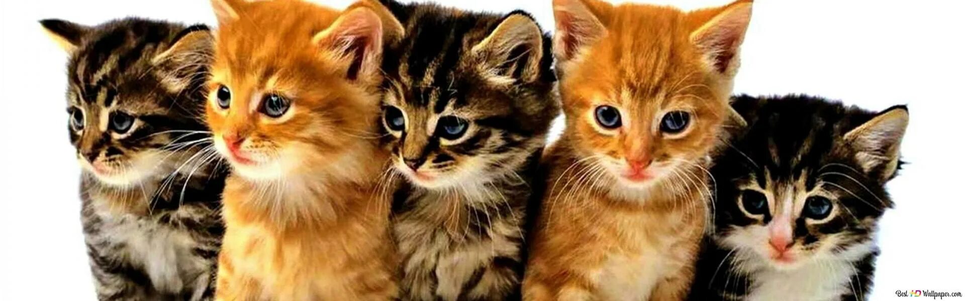 Cats site