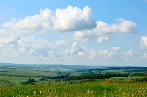 За свое за родное самарская область. Растительный мир Самарской области. Природа родного края Самарская область. Красная Дубрава (Самарская область). Шаблон презентации Похвистневский край.