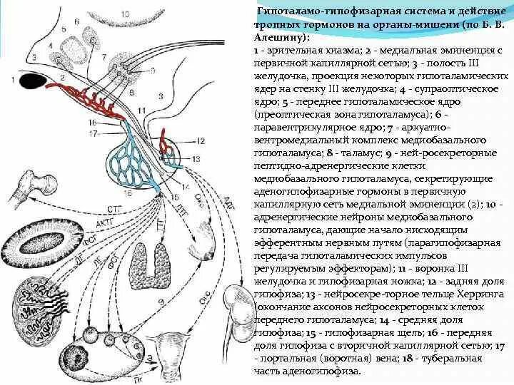 Гипофиз кровеносная система. Строение гипоталамо-гипофизарной системы гистология. Гипоталамо-гипофизарная система схема гистология. Схема гипоталамо-гипофизарной нейросекреторной системы. 4. Гипоталамо-гипофизарная система физиология.