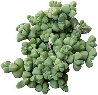 Ice plant