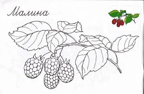Задание малина