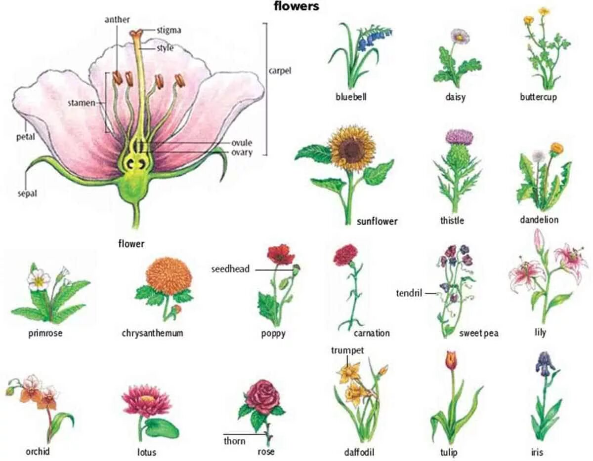 Plants english. Цветы названия. Изображение цветов с названиями. Цветы названия с картинками. Название растений.