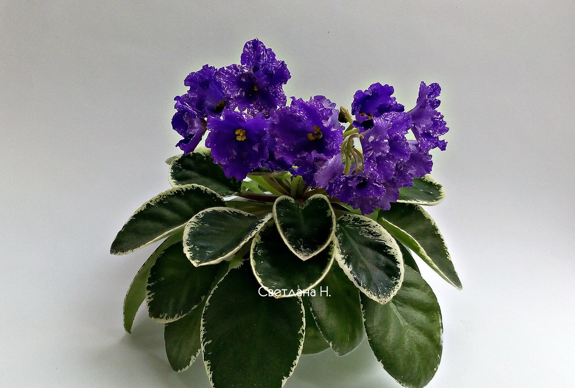 Фиалки нд. Фиалка нд тефида. Фиалки нд. Фиалка северный рододендрон. Сенполия шалфей.