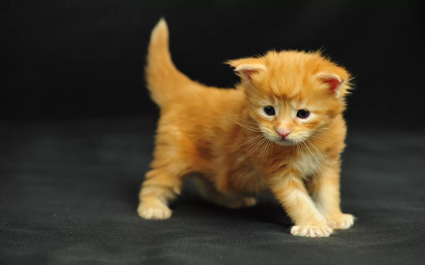 Котята миллер. Рыжий котёнок. Маленькие котики. Маленькие котята пушистые. Маленький котенок.