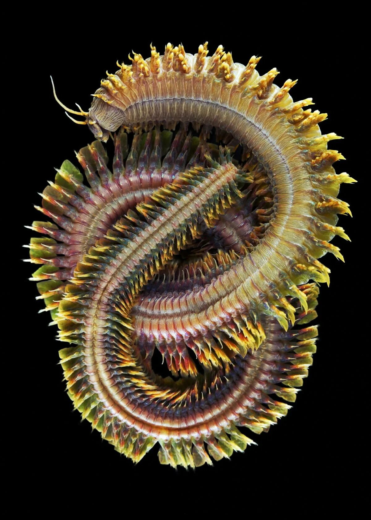 Древний кольчатый червь. Многощетинковые черви полихеты. Многощетинковый червь нереис. Многощетинковые морские черви полихеты.