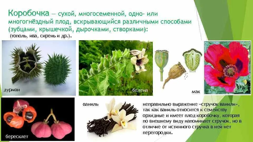 Сухие многосемянные плоды. Кукушкин лен спорангий. Продольный разрез коробочки спорофита. Кукушкин лен строение коробочки. Плод многосемянная коробочка.