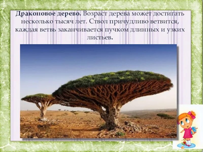 Презентация мир деревьев. Сообщение про драконово дерево. драконово дерево презентация. драконово дерево интересные факты. драконово дерево доклад.
