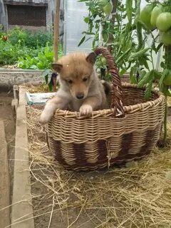 Собаки киров