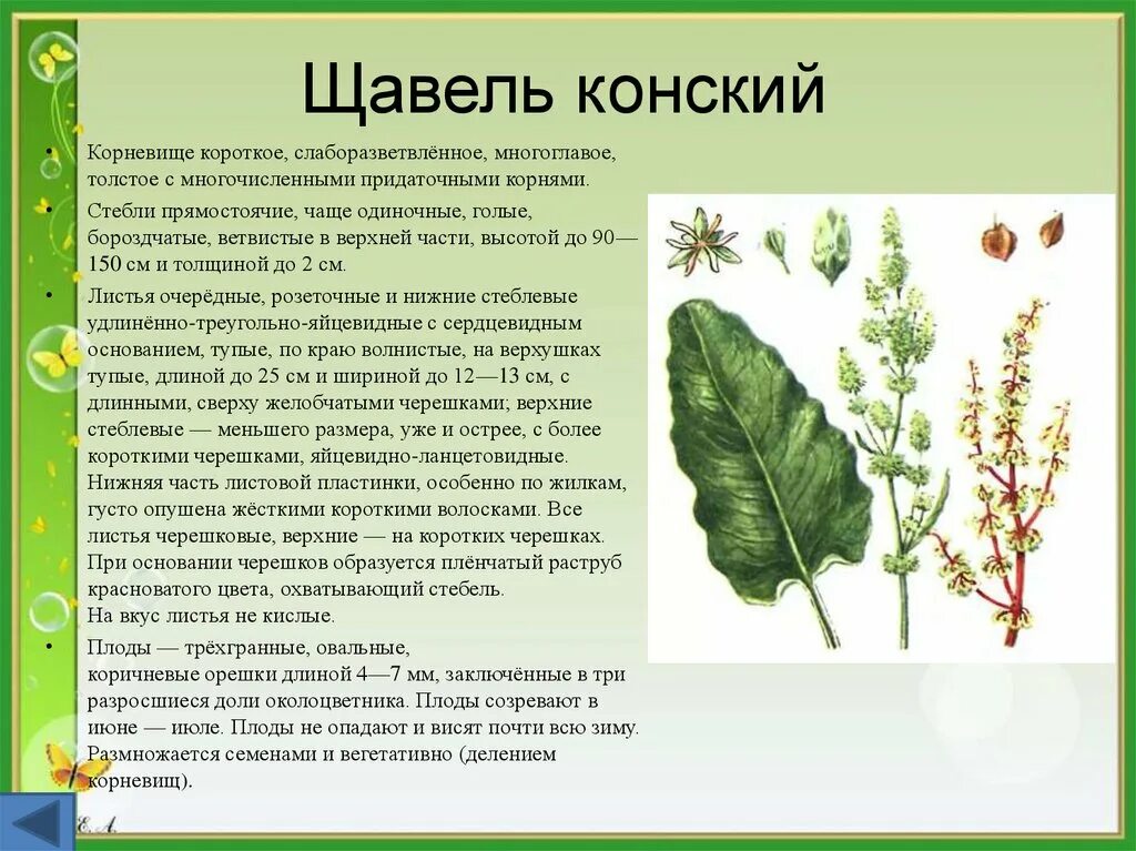 Конский щавель (дикий щавель). Конский щавель сорняк. Щавель конский трава. Польза конского щавеля для человека. Конский щавель лечебное растение.