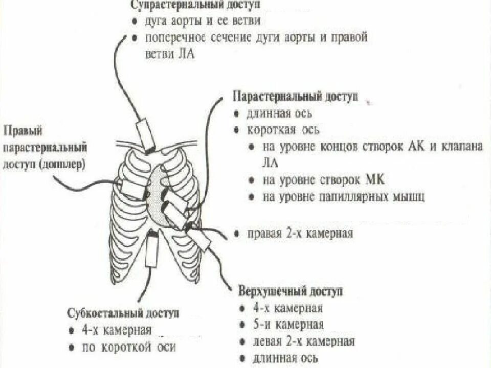 Площадь поперечного сечения аорты