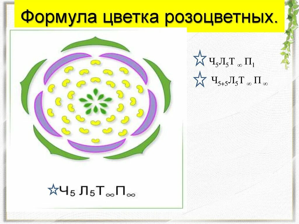 Формула ч л т п. Формула цветка семейства розоцветных. Семейство Розоцветные формула цветка. Диаграмма цветка крестоцветных схема. Формула цветка ч5л5т5п1 соответствует.