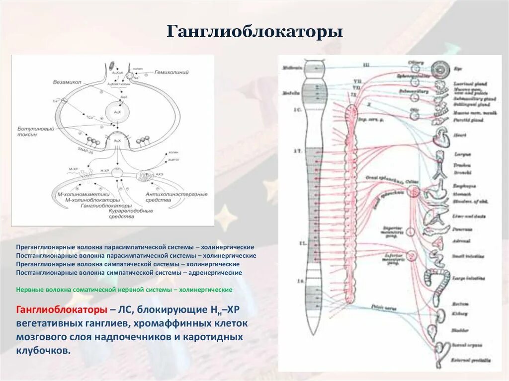 Преганглионарные и постганглионарные волокна. Переганглиолярные волокна. Постганглионарные вегетативные волокна. Постганглионарные парасимпатические волокна. Парасимпатические постганглионарные.