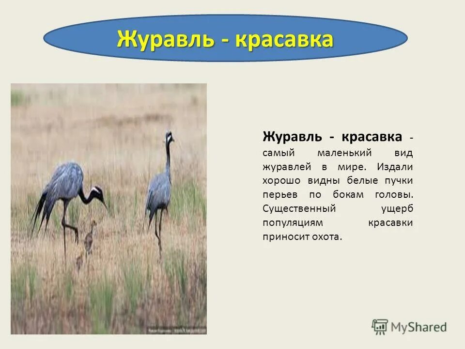 журавль красавка сообщение 4 класс окружающий мир. журавль красавка красная книга россии. журавли красавки краткое описание. журавли красавки краткое описание.