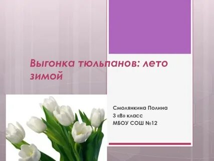 Тюльпан цифра 1