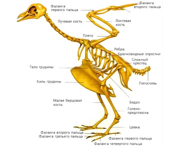 Строение кости птицы. Строение скелета птицы. Строение кости скелета птицы. Строение скелета курицы.