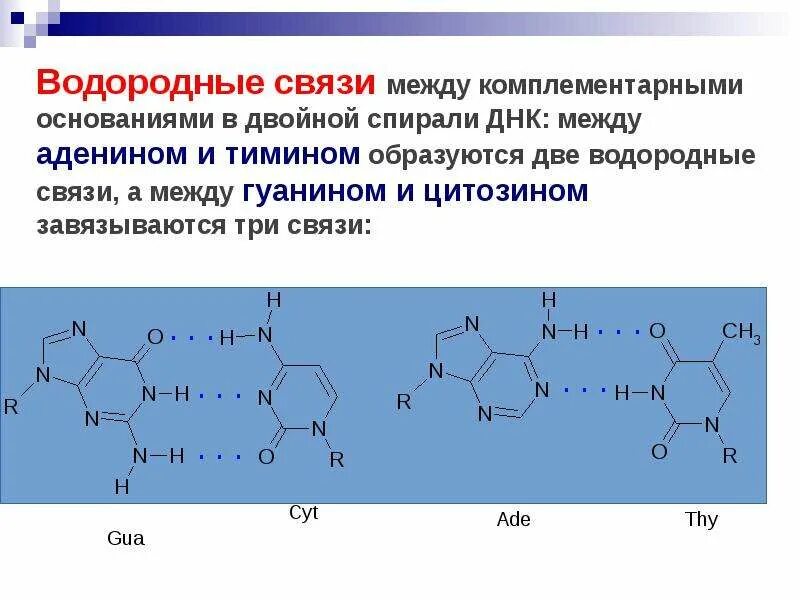 Тип связи днк. Связь между аденином и тимином. водородные связи между аденином и тимином. водородные связи между комплементарными основаниями. водородные связи между аденином и урацилом.