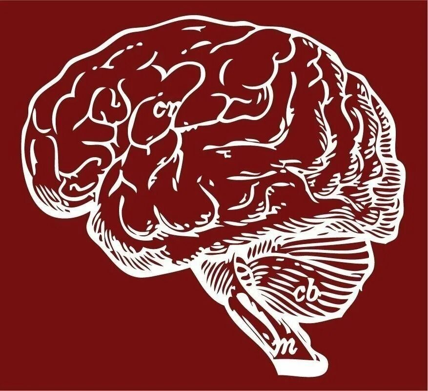 Картинка про мозг. Мозг арт. Красивый мозг. Мозг без фона.